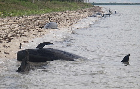 &lt;p&gt;Pilot whales are stranded on a beach in a remote area of the western portion of Everglades National Park, Fla. on Tuesday.&lt;/p&gt;