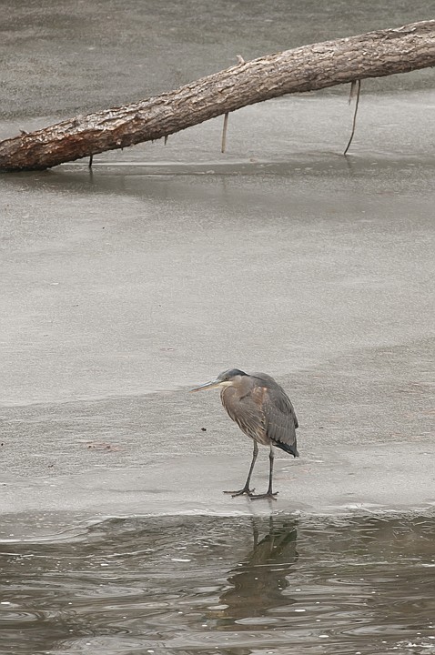 &lt;p&gt;A Great Blue Heron hunkers down as it stands on a frozen patch
of Whitefish River Tuesday afternoon.&lt;/p&gt;