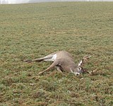 Game wardens seeking info on two poaching cases