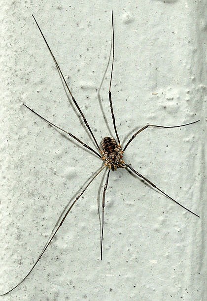 The Daddy-Long-Legs Spider