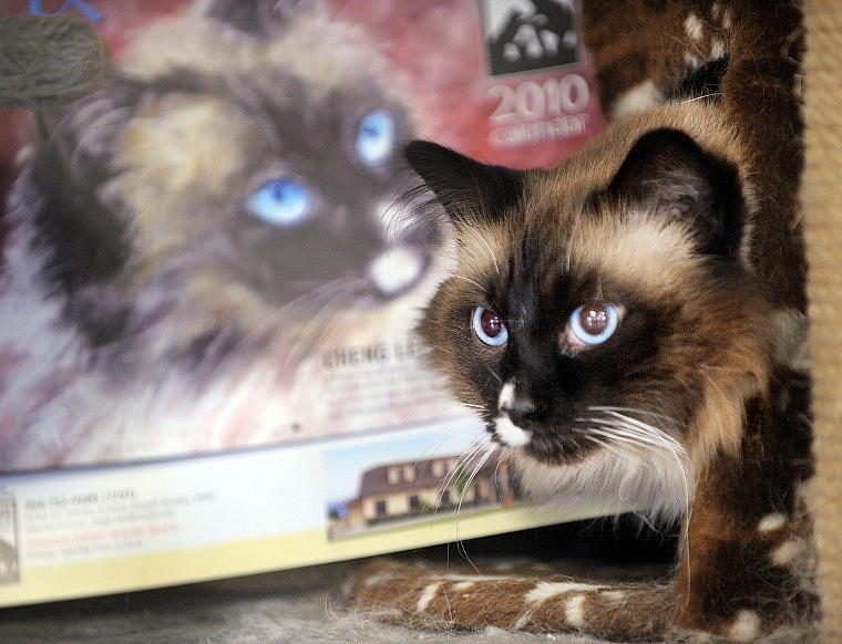 Cheng Lei, a longhaired Siamese at the Humane Society of Northwest Montana, poses with his portrait, the cover of this year's calendar. The pastel illustrations for the calendar were done by local artist Jane Kleinschmidt.