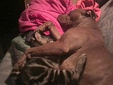 Woman's home, pets stolen