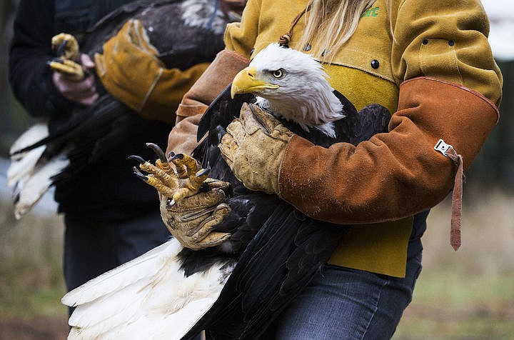 &lt;p&gt;LOREN BENOIT/Press Eagle expert Jane Veltkamp, the owner and operator of Birds of Prey Northwest, holds a female bald eagle before placing it into the House of the Bald Eagle aviary, owned by the Coeur d'Alene Tribe, on Wednesday, Nov. 30, 2016. The Coeur d'Alene Tribe was presented with proper permits in October by the U.S. Fish and Wildlife Service to receive the four injured eagles to help steward the birds who can't survive in the wild on their own.&lt;/p&gt;