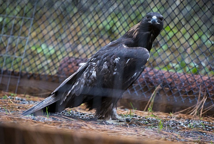 &lt;p&gt;LOREN BENOIT/Press A golden eagle is seen inside its aviary at Birds of Prey Northwest on Wednesday, Nov. 30, 2016 outside of St. Maries, Idaho. The golden eagle came from southern Idaho and has an injured leg and is the Coeur d'Alene Tribe's first golden eagle.&lt;/p&gt;