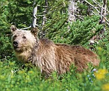 Grizzly bear sow shot north of C-Falls