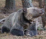 Record number of grizzlies captured this year
