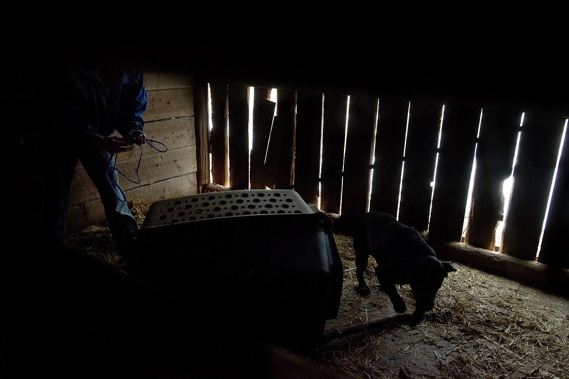 &lt;p&gt;One of the dogs rescued last weekend is removed from a barn on the premises by volunteers with TRACS.&#160;&lt;/p&gt;