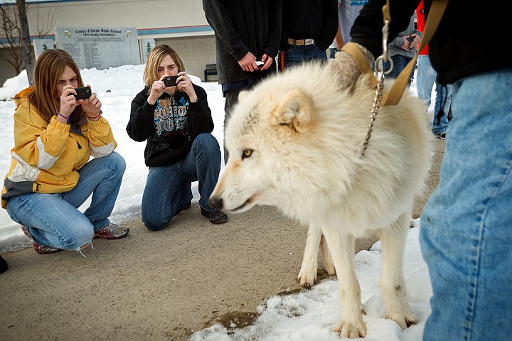 &lt;p&gt;Tayler Damron, 16, left, and Brandi Mason, 17, take photos of a wolf brought into their environmental science class Tuesday at Coeur d'Alene High School. The class is discussing the topic of wolves in Idaho and their impact from several different viewpoints in order to allow the students to form their own opinions and views on the topic of listing or delisting the wolf.&lt;/p&gt;