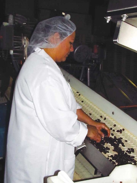 Royal Ridge Fruits drying plant employee Rosario Rivera gives dried blueberries one final quality control check.