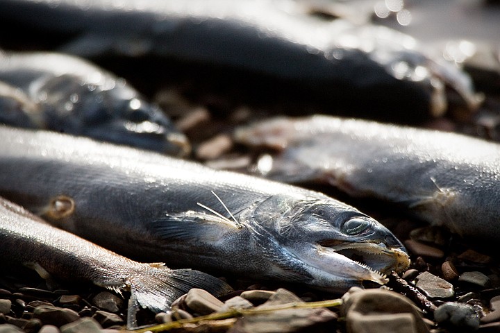 &lt;p&gt;Kokanee salmon line the shore of Lake Coeur d'Alene after being lost or discarded by feeding eagles.&lt;/p&gt;