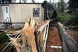 High Winds in Hungry Horse