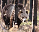 Grizzly mortality way too high here