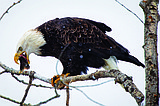 Today's eagle count