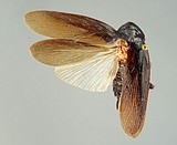 Invasive cockroach found in New York can take the cold