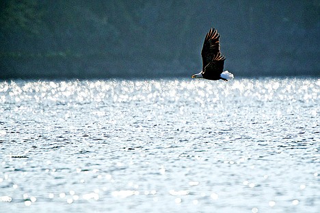 &lt;p&gt;As it flies over Lake Coeur d'Alene, a bald eagle searches for fish close to the surface.&lt;/p&gt;