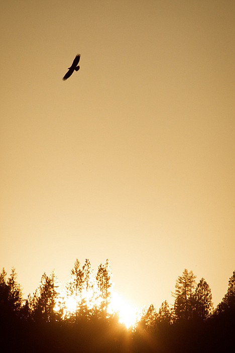 &lt;p&gt;A bald eagle is silhouetted against an amber-colored sky as it soars above the treetops near Lake Coeur d'Alene's Beauty Bay last week.&lt;/p&gt;