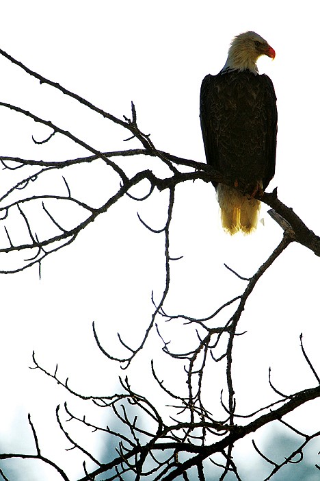 &lt;p&gt;An eagle scans the area of Higgens Point from a snag Wednesday alongside Coeur d'Alene Lake Drive.&lt;/p&gt;