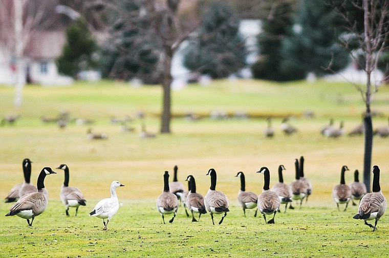 &lt;p&gt;Patrick Cote/Daily Inter Lake A lone snow goose walks among several Canada geese Monday afternoon at Village Greens Golf Course in Kalispell. Monday, Dec. 3, 2012 in Kalispell, Montana.&lt;/p&gt;