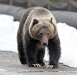 Illegal kills No. 1 cause of griz deaths