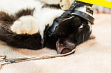 'Operation Catsnip' targets area's homeless cat population