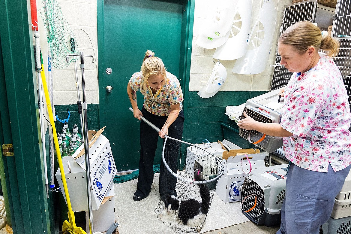 &lt;p&gt;Jessica Reineccius, a veterinarian technician, controls a feral cat in a net after Nichole Leonard, veterinarian, transitioned the feline from a kennel Thursday while performing a series of spay and neuter surgeries on animals at the Kootenai Humane Society in Hayden.&lt;/p&gt;