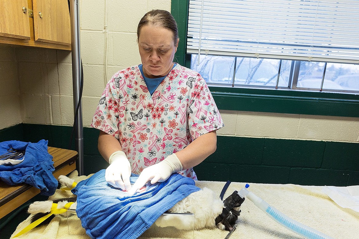 &lt;p&gt;Nichole Leonard, veterinarian with Kootenai Humane Society, performs a spay procedure on a feral cat.&lt;/p&gt;