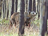 Study gives griz mortality a mixed review