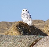Montana's winter visitors