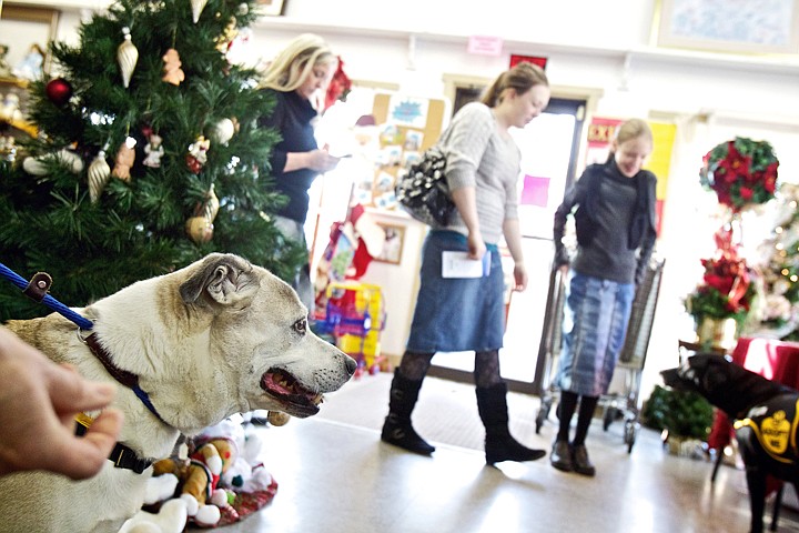 &lt;p&gt;JEROME A. POLLOS/Press Crombie, an American Staffordshire and Labrador Retreiver mix, waits for Kootenai Humane Society Thrift Store shoppers to come and pet him Thursday as Samantha Whitehead, 12, right, her sister Kristin, 16, and mother Christina visit with another dog available for adoption from the Kootenai Humane Society.&lt;/p&gt;