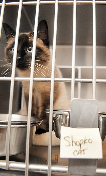 One of the five cats who escaped from a trailer in the Flathead County Animal Shelter on Friday afternoon. The animals will be held until Friday of next week when they will be up for adoption.