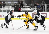 Whitefish Wolverines