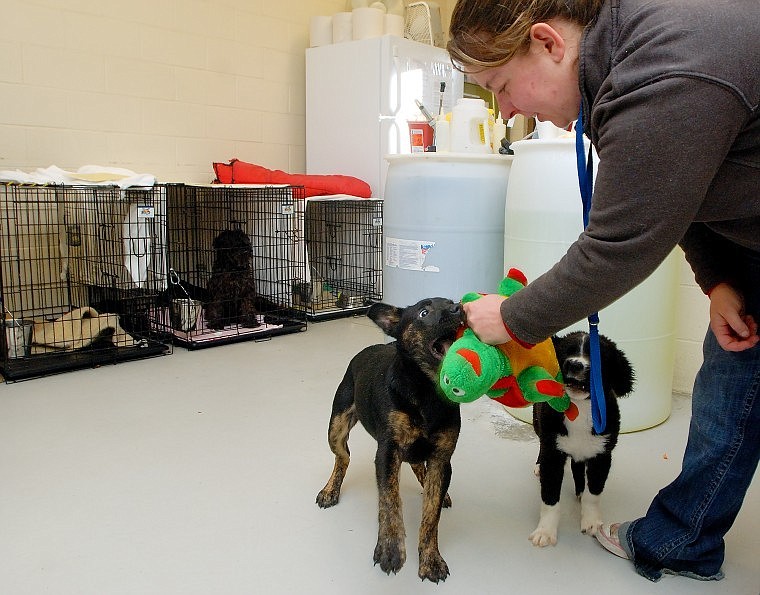 Flathead County Animal Shelter Dog Manager Trista Sapp plays with Calamity Jane and Wilbur in the shelter&#146;s back room that has been used for storage and occasionally for overflow kennels for small dogs. The room will be converted into an open housing space and observation/quarantine area for dogs.