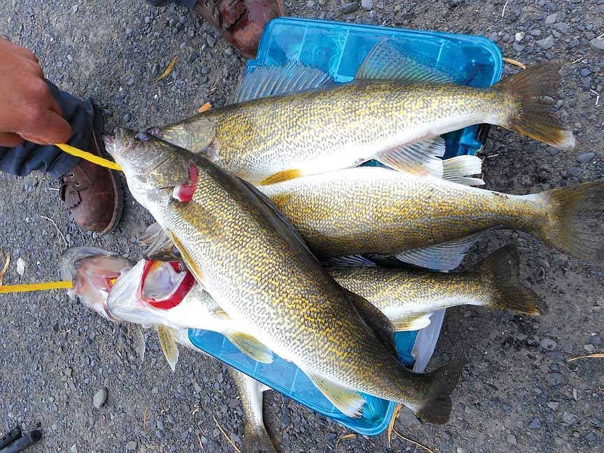 Typical winter walleye catch made much easier with our balmy December weather.