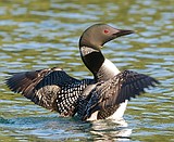 Citizen scientists count the loons