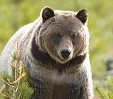 18 grizzlies die in human encounters in Montana