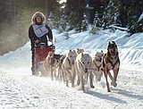 Sled Dog Days pints for a purpose