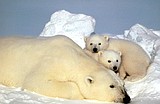 Scientists: It's not too late yet for polar bears