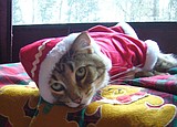 Why cats don't like Christmas