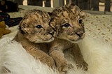 Cuteness alert: 10-day-old lion cubs