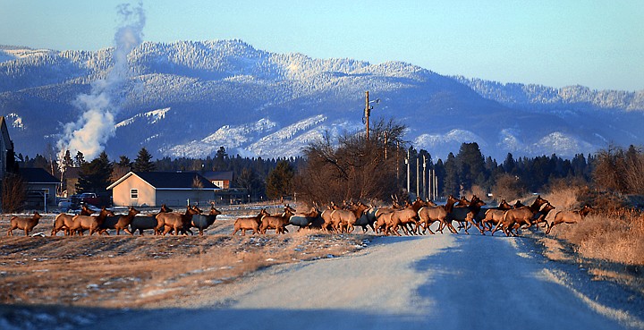 &lt;p&gt;A heard of elk cross Middle Road in East Valley on Saturday evening, December 7. (Brenda Ahearn/Daily Inter Lake)&lt;/p&gt;