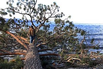 Eric Anderson, caretaker at the Flathead Lake Biological Station in Yellow Bay, walks along the massive trunk of a downed ponderosa pine along the shore of Flathead Lake Monday afternoon. The tree, hundreds of years old, was among about 30 ponderosa pines toppled by a fierce windstorm that swept through on Saturday. Several hundred trees in total were uprooted or snapped off. (Karen Nichols/Daily Inter Lake)