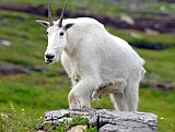 Bringing back the goats