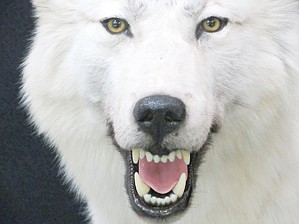 自然移住と連邦政府の保護がモンタナ州北西部のオオカミの回復を支援