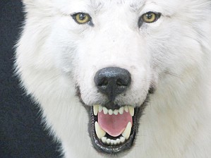 growling white wolf