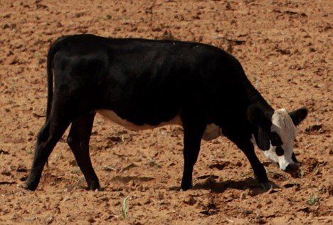 &lt;p&gt;A cow grazes in a dry field near Westbrook, Texas, on Aug. 12.&lt;/p&gt;