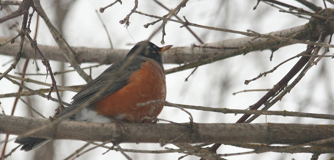 &lt;p&gt;A robin sits in an aspen tree in the Coeur d'Alene area on Dec. 9, 2016.&lt;/p&gt;