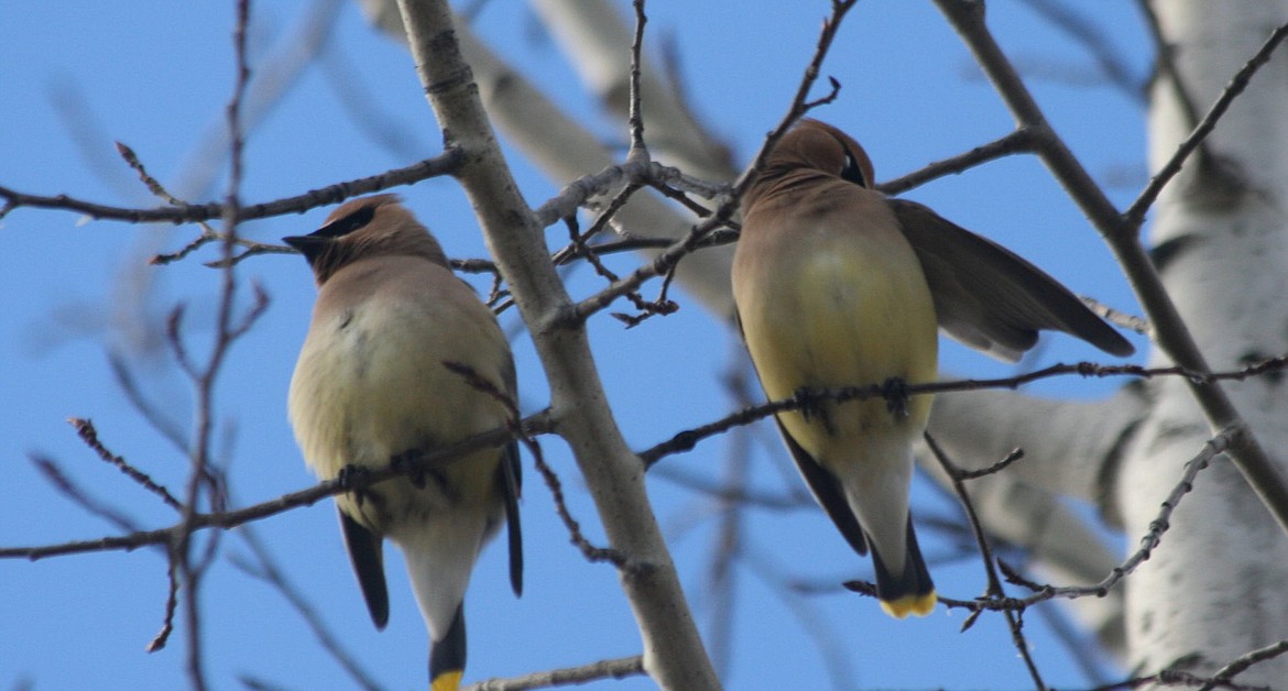 &lt;p&gt;A pair of waxwings take a rest in a Coeur d'Alene back yard in February 2015.&lt;/p&gt;