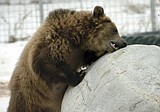 Bears orphaned after fatal attack debut at zoo