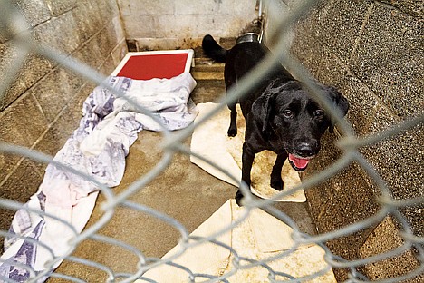 &lt;p&gt;Langley, a black labrador mix, has been at the Kootenai Humane Society for several months.&lt;/p&gt;