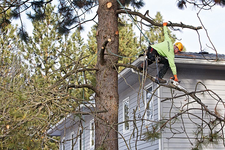 &lt;p&gt;JEROME A. POLLOS/Press Shawn Bennett, a certified arborist and operations manager for Grace Tree Service, reaches down to saw through a tree limb on a pine tree Wednesday while balancing on a branch at The Children's Village in Coeur d'Alene. Grace Tree Service began working with The Children's Village in 1998 and over the year's have occasionally provided their services for free as they did this year. &quot;As long as we're in business, we'll continue to take care of The Children's Village,&quot; said Tim Kastning, with Grace Tree Service.&lt;/p&gt;